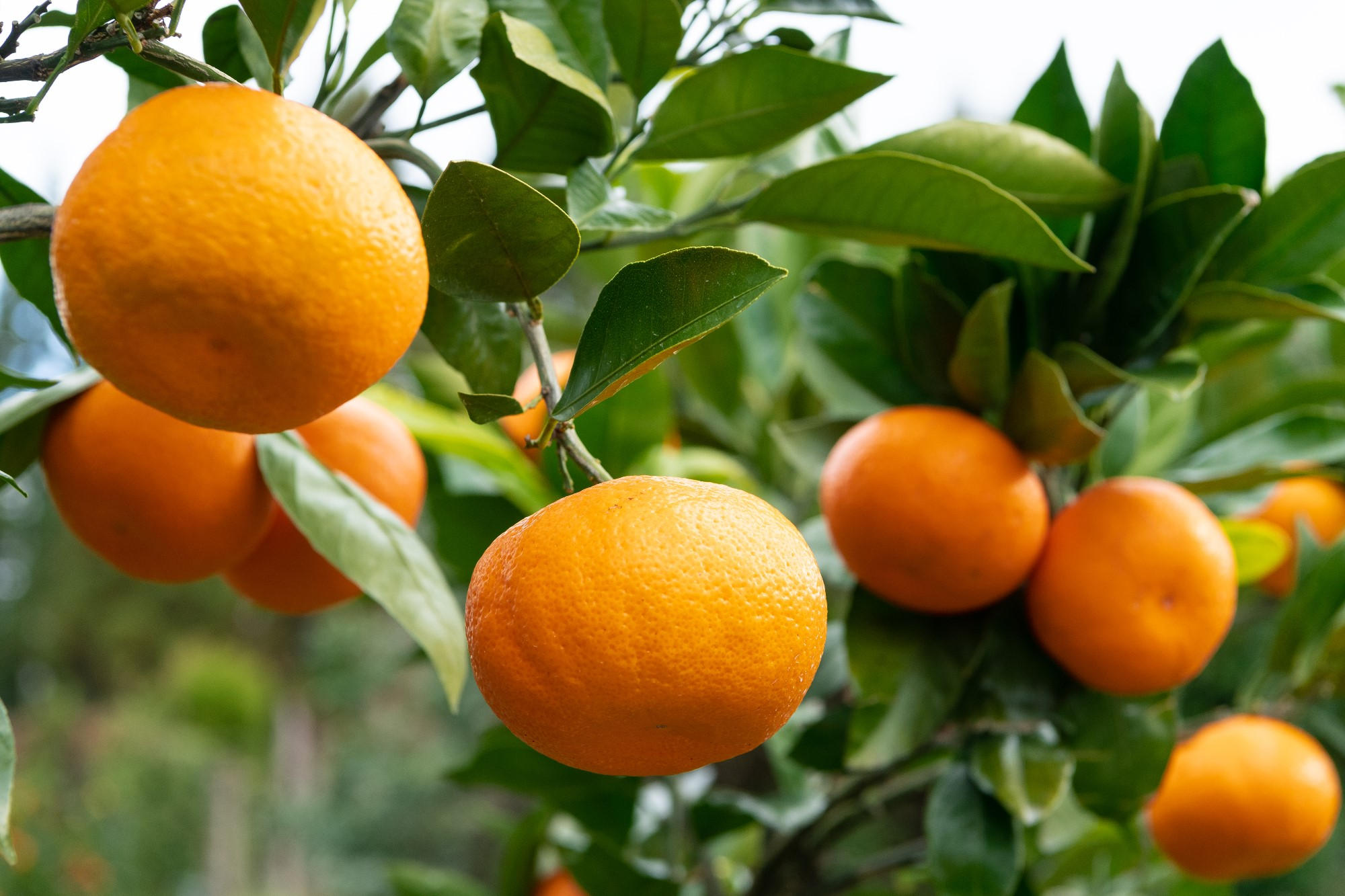 飲んで応援！】幻のみかん「今村みかん」を使った搾りたてのジュース