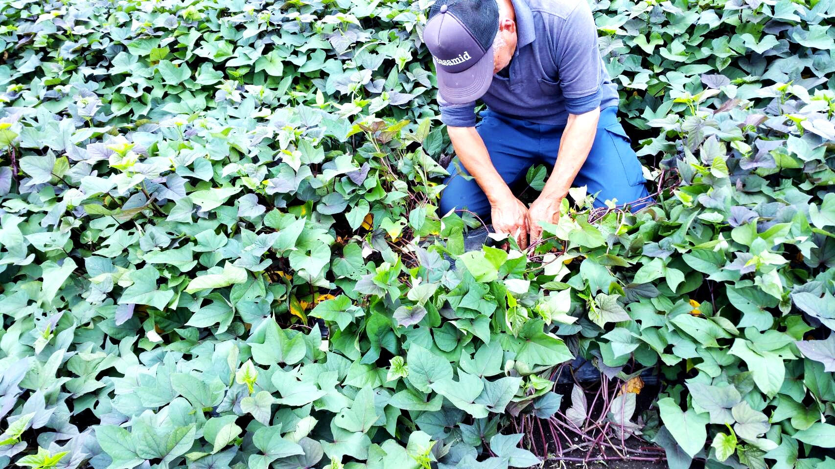 完売】種子島の安納芋農家さんを応援！！蜜たっぷりの可愛い熟成焼き芋