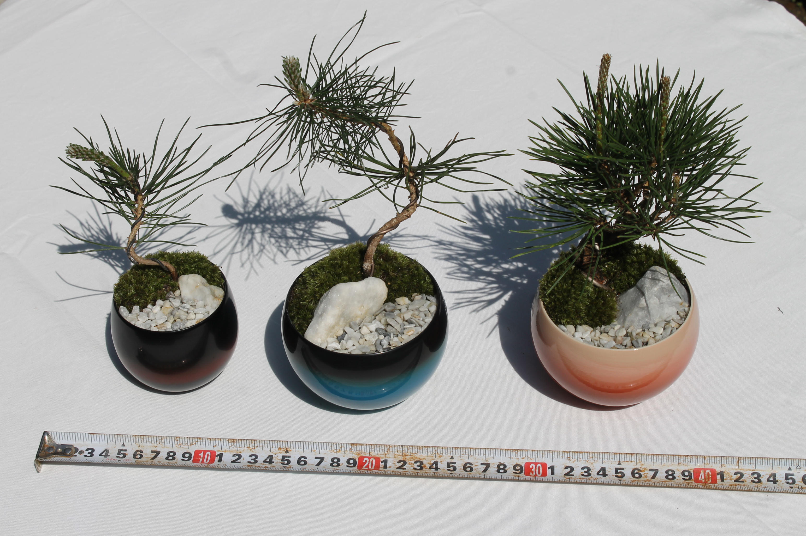 広島・己斐の盆栽の歴史を知ってほしい！ 陶器・漆器 オリジナル広島盆