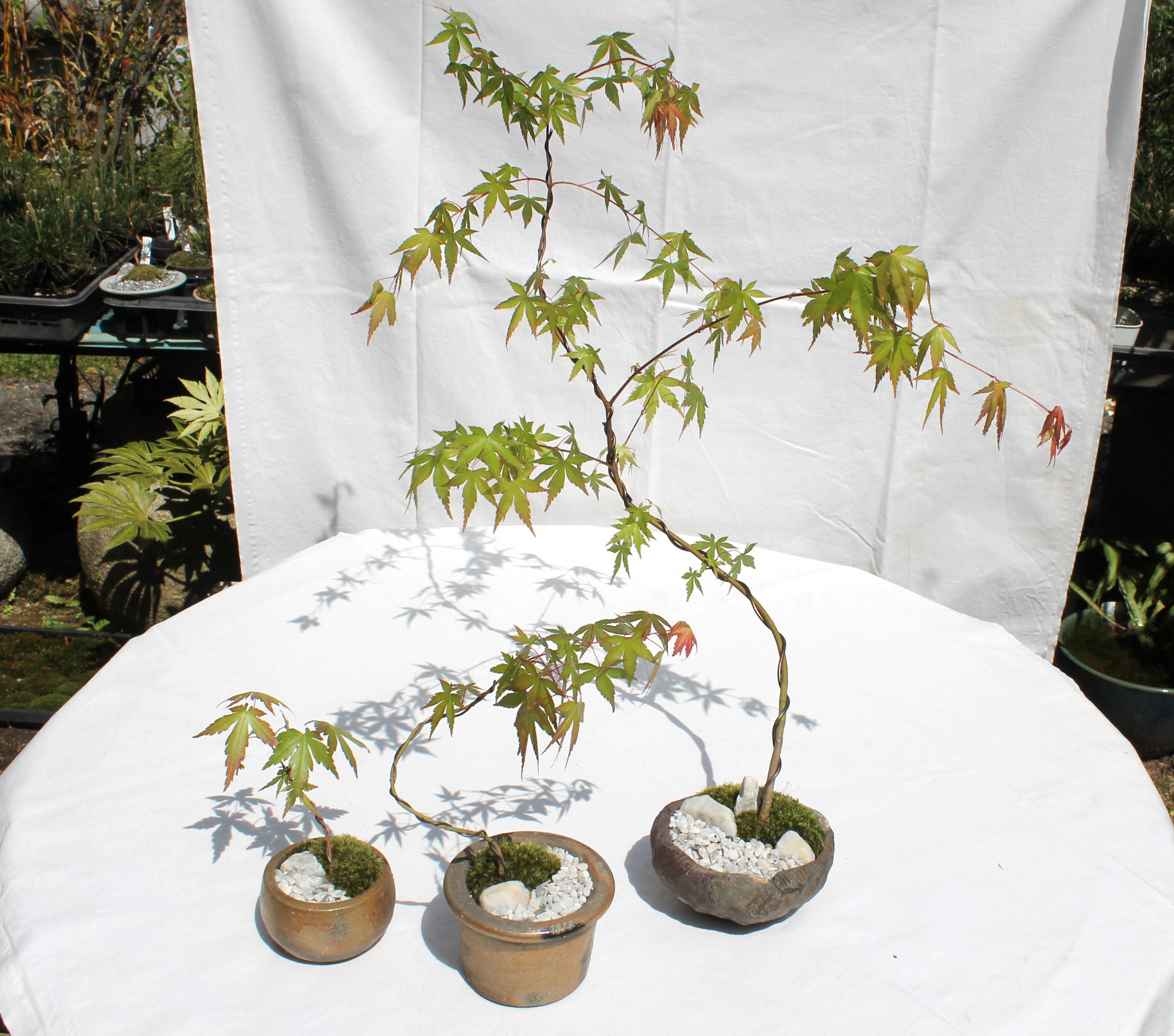 広島・己斐の盆栽の歴史を知ってほしい！ 陶器・漆器 オリジナル広島盆