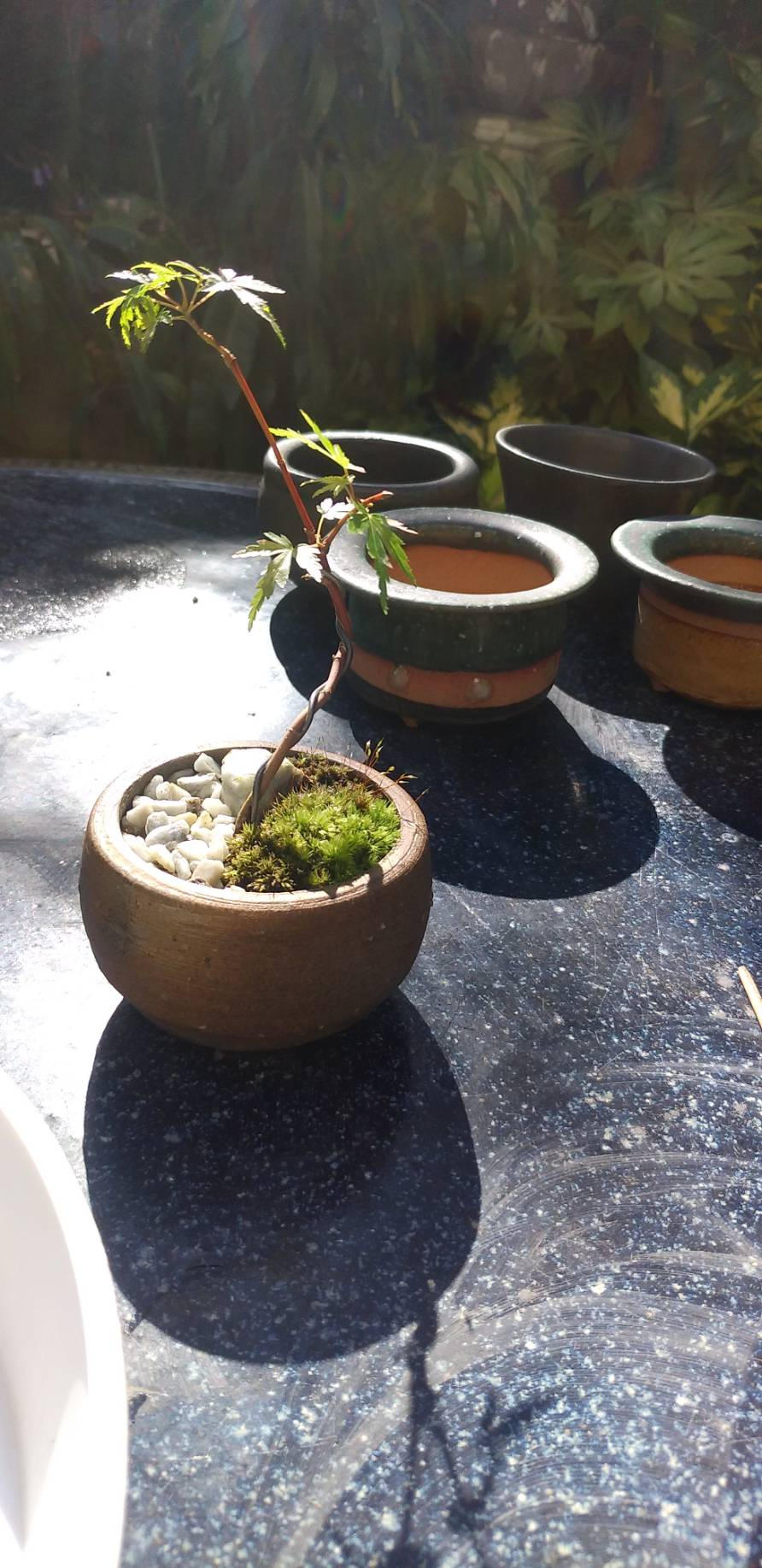 盆　広島塗　光琳堂造 広島・己斐の盆栽の歴史を知ってほしい！ 陶器・漆器 オリジナル広島盆