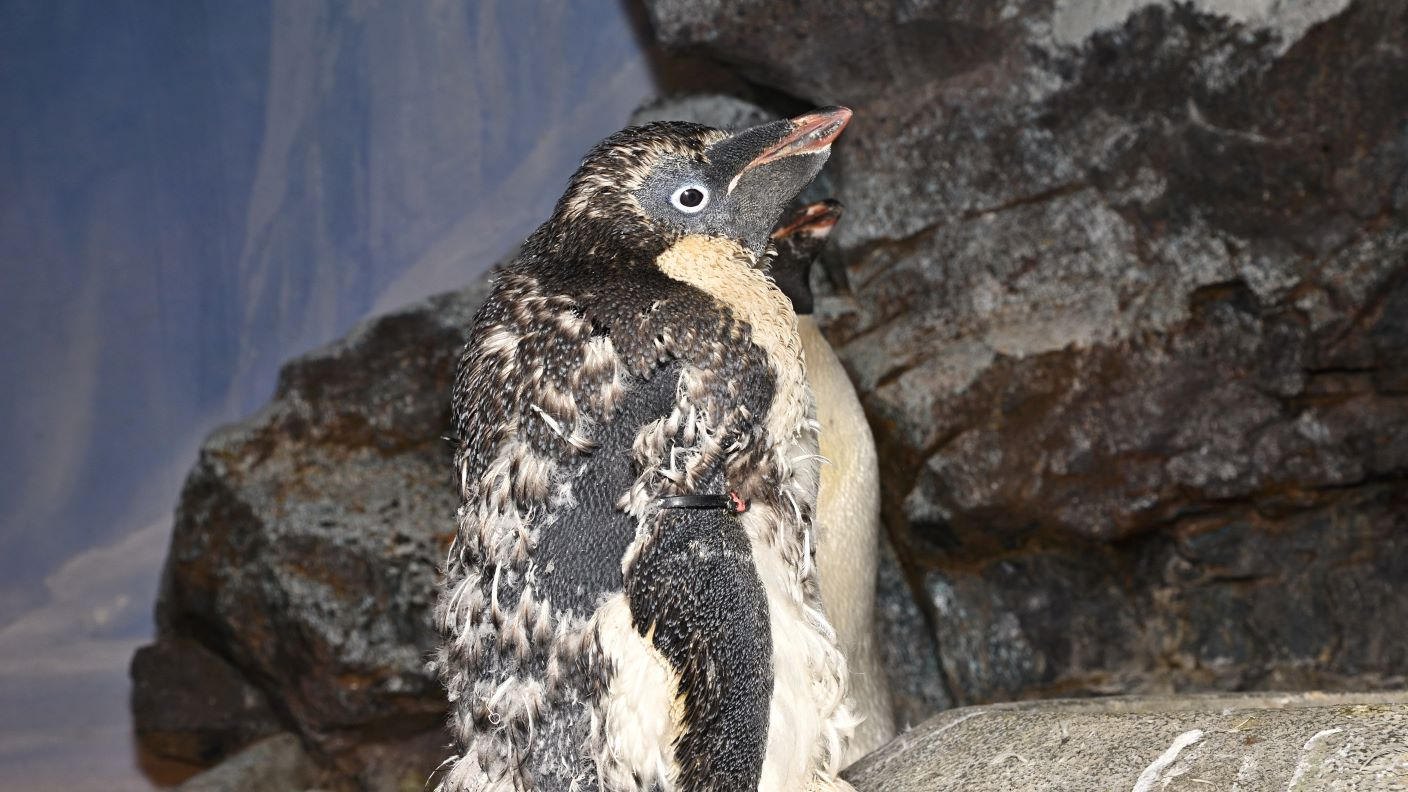 ケープペンギンの卵の殻 ケープペンギンの卵の殻 （箱根園でヒナ誕生 ケープペンギン