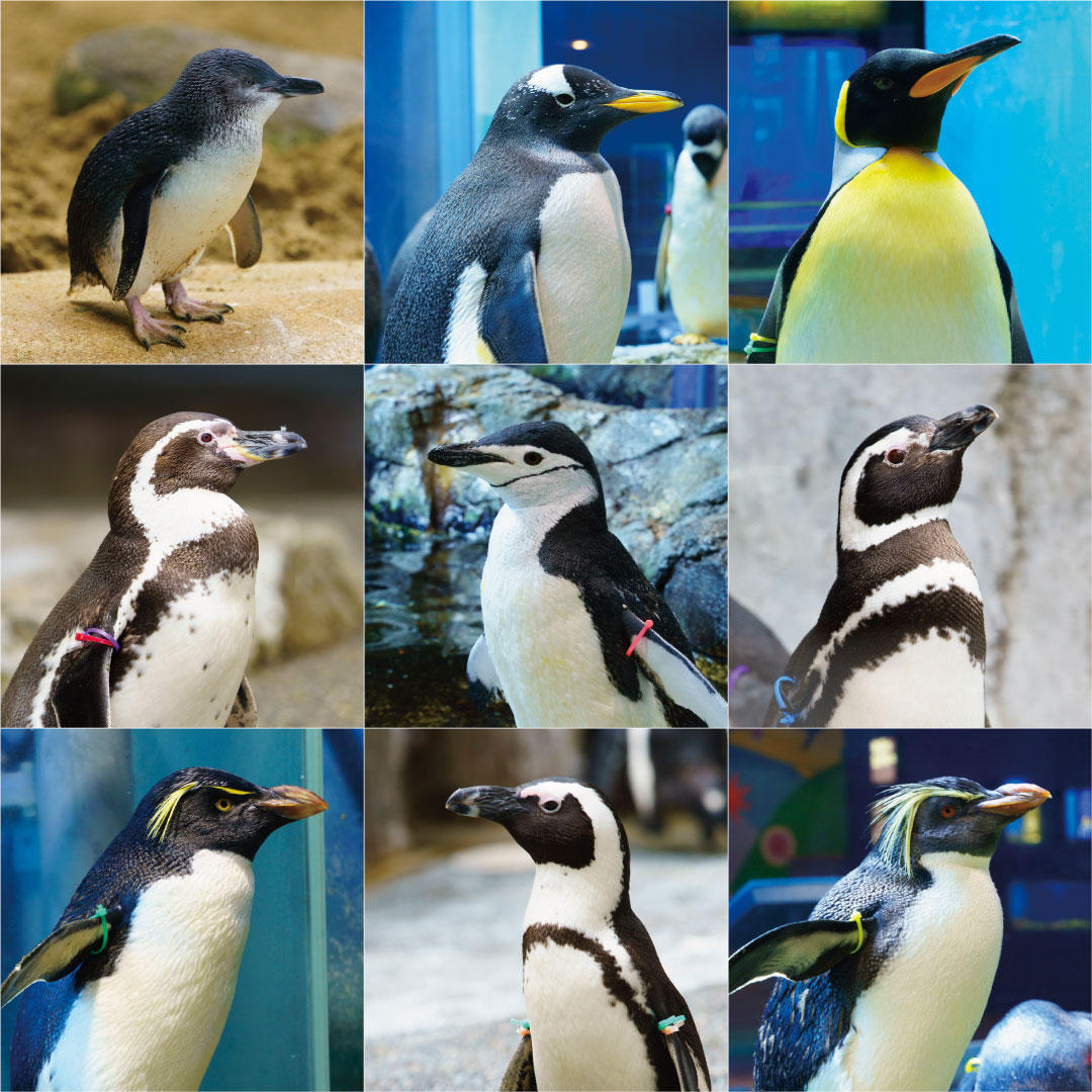 長崎ペンギン水族館 開館20周年記念これまでの「ありがとう」を皆様へ