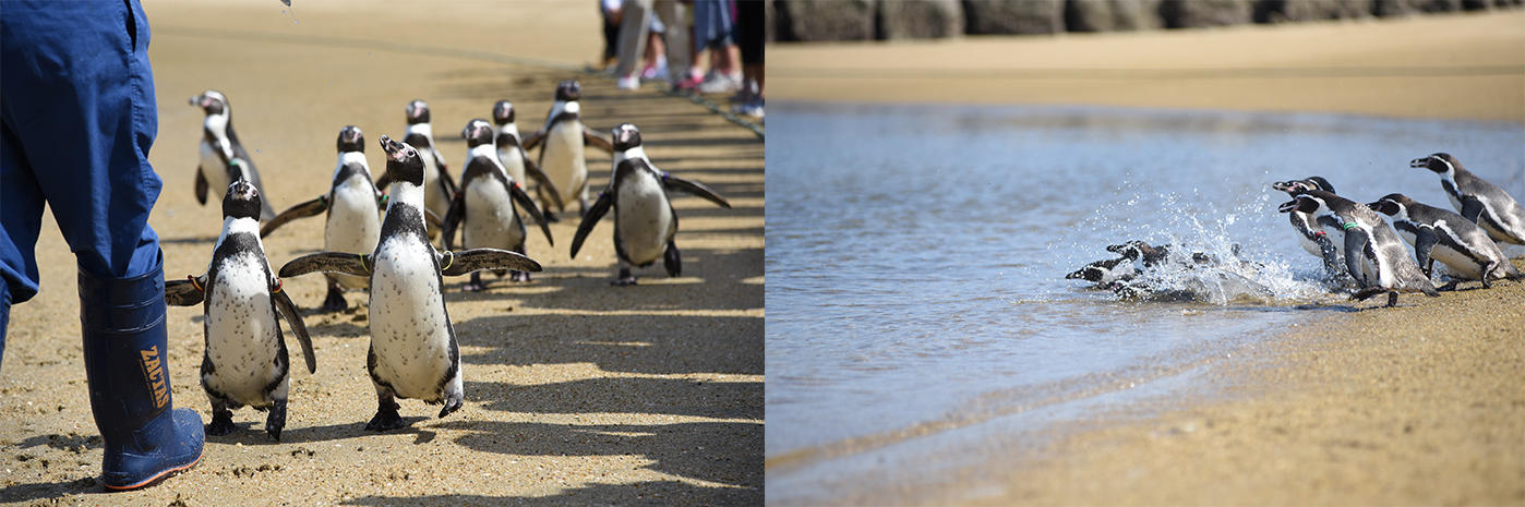 長崎ペンギン水族館 開館20周年記念これまでの「ありがとう」を皆様へ