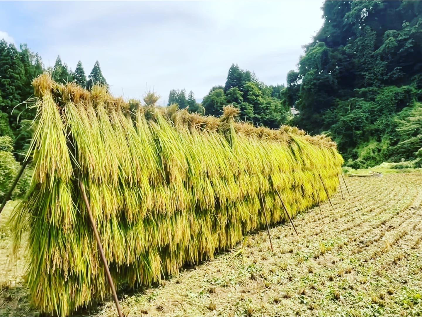 農薬化学肥料除草剤不使用 R6年度米愛媛県産ひめの凛稲架掛け米 5kg 農薬化学肥料除草剤不使用 R6年度米愛媛県産ひめの凛 稲架掛け米 5kg