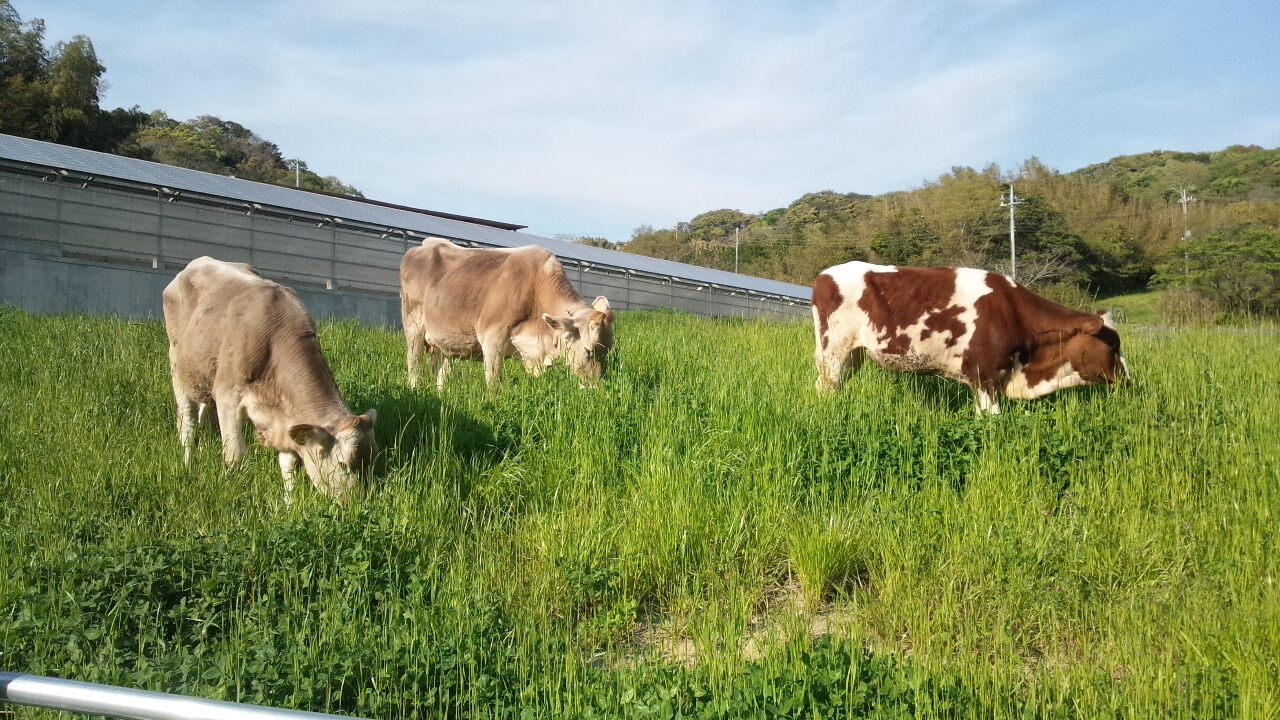 南房総で幸せな環境で育った希少なブラウンスイスとガンジー牛の