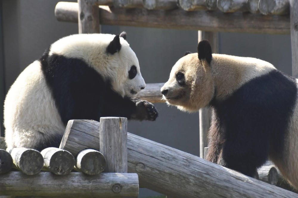 和歌山のパンダ「楓浜」 完全版「パンダダイアリー」制作プロジェクト