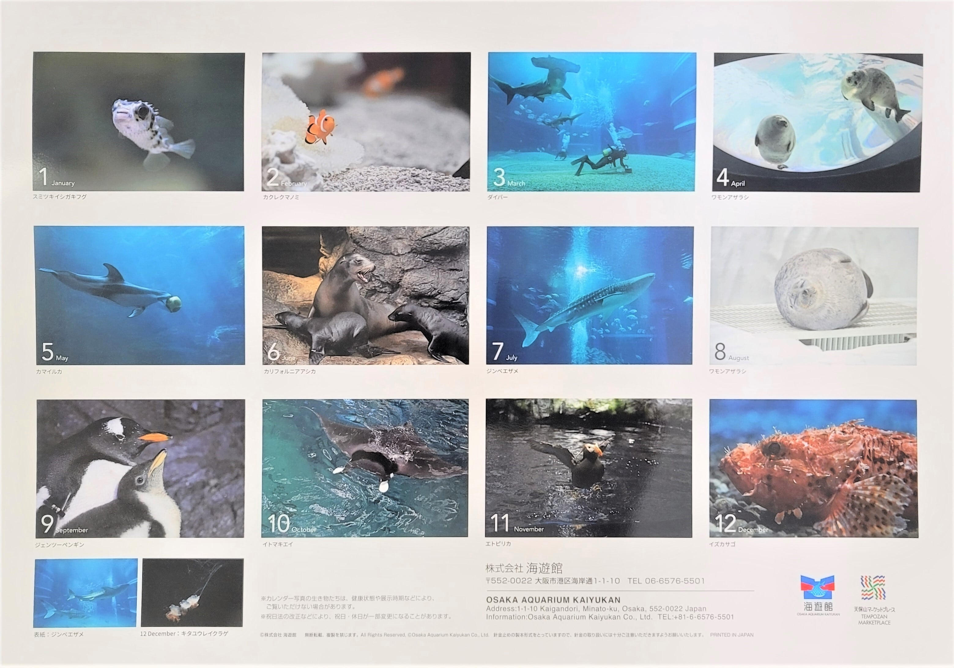 ⑤2023年海遊館オリジナルカレンダー - (ジンベエザメ保全のために海