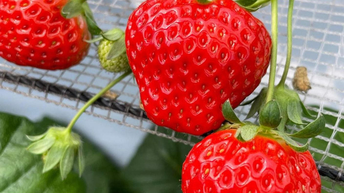 内山苺園から山武市初の苺狩りシーズンパス誕生！450坪の大型ハウスで