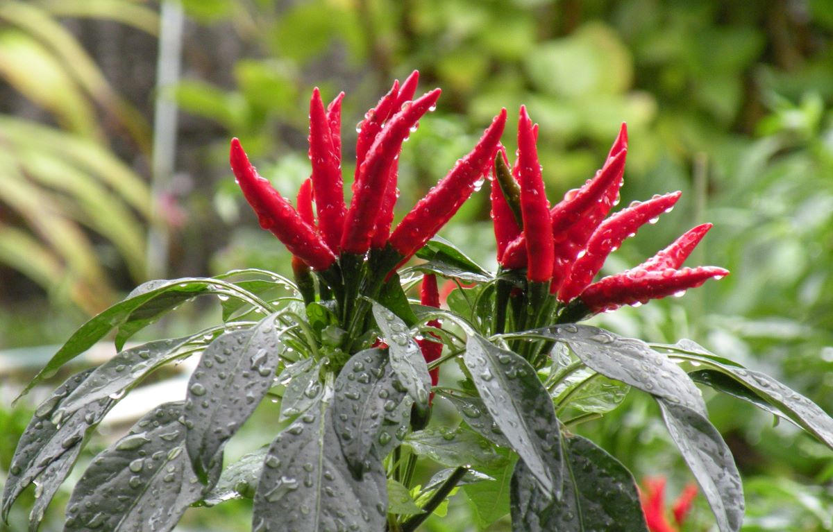 東京都新宿】江戸時代に存在した「内藤とうがらし」を使った水炊きとお