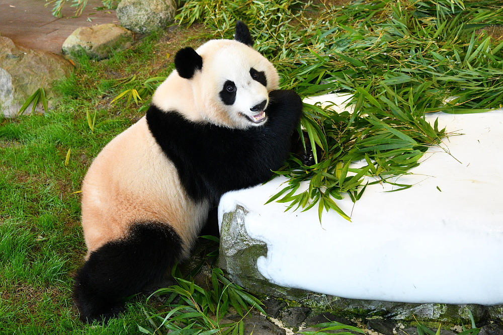 和歌山のパンダ「楓浜」 完全版「パンダダイアリー」制作プロジェクト