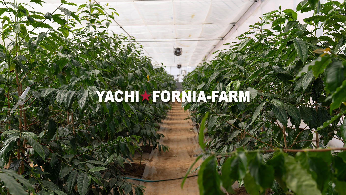 千葉県産コーヒー誕生！「YACHI☆FORNIA-FARM」の初収穫コーヒー商品を