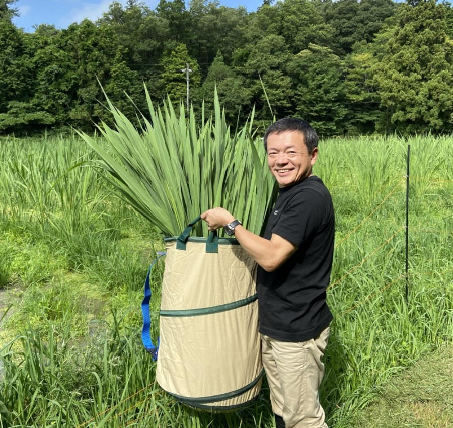 滋賀県の荒廃農地を真菰（まこも）で蘇らせたい～農地衰退化を真菰で