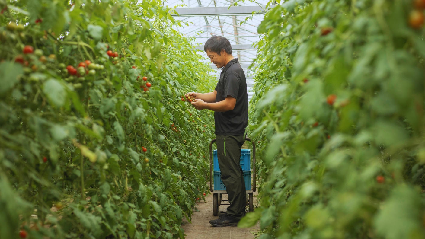 元気と笑顔をお届け！ミニトマトあまさけ | クラウドファン