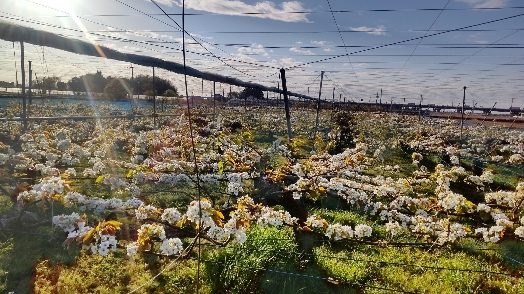 失われつつある白岡市の梨文化を再度盛り上げたい！～持続可能な農業に