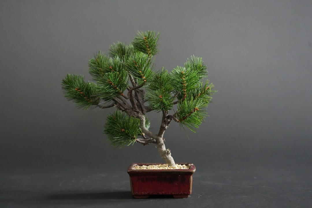 すべて1点もの】伝統と革新の融合。メンテナンス不要の「ドライ盆栽