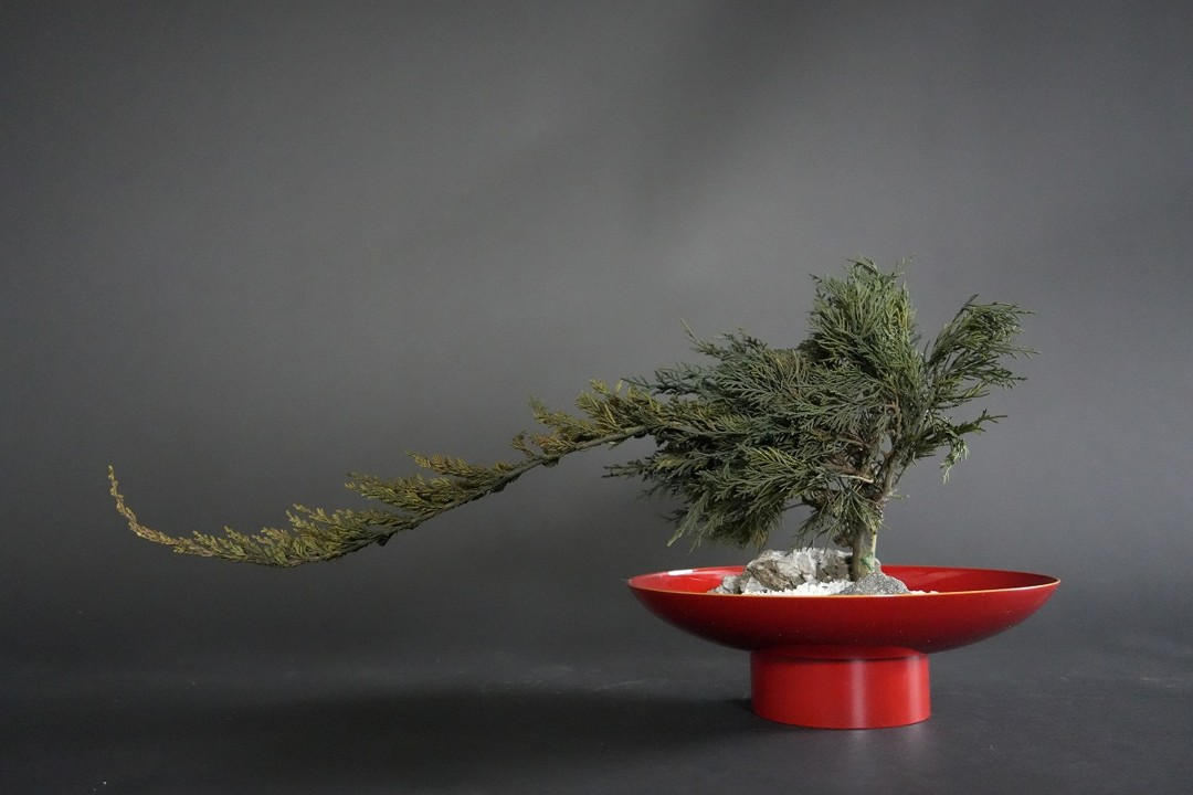 すべて1点もの】伝統と革新の融合。メンテナンス不要の「ドライ盆栽