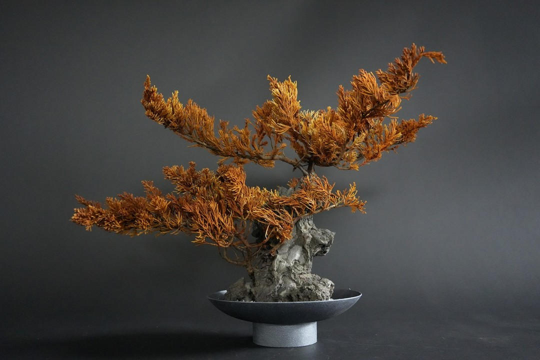 すべて1点もの】伝統と革新の融合。メンテナンス不要の「ドライ盆栽
