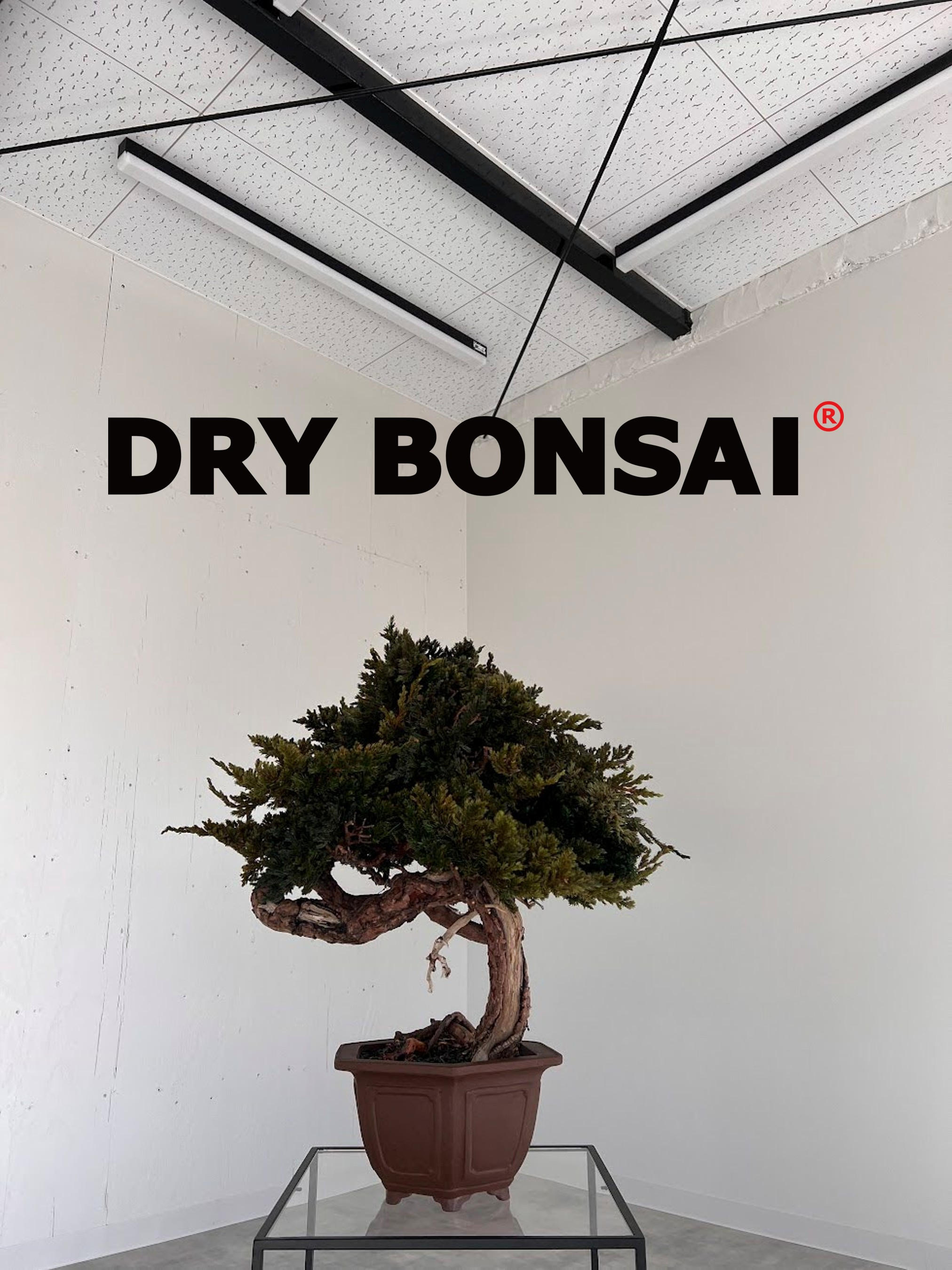 ドライ盆栽 ドライ盆栽【紅】 DRY BONSAI | DRY BONSAI｜ドライ盆栽｜枯れ盆栽