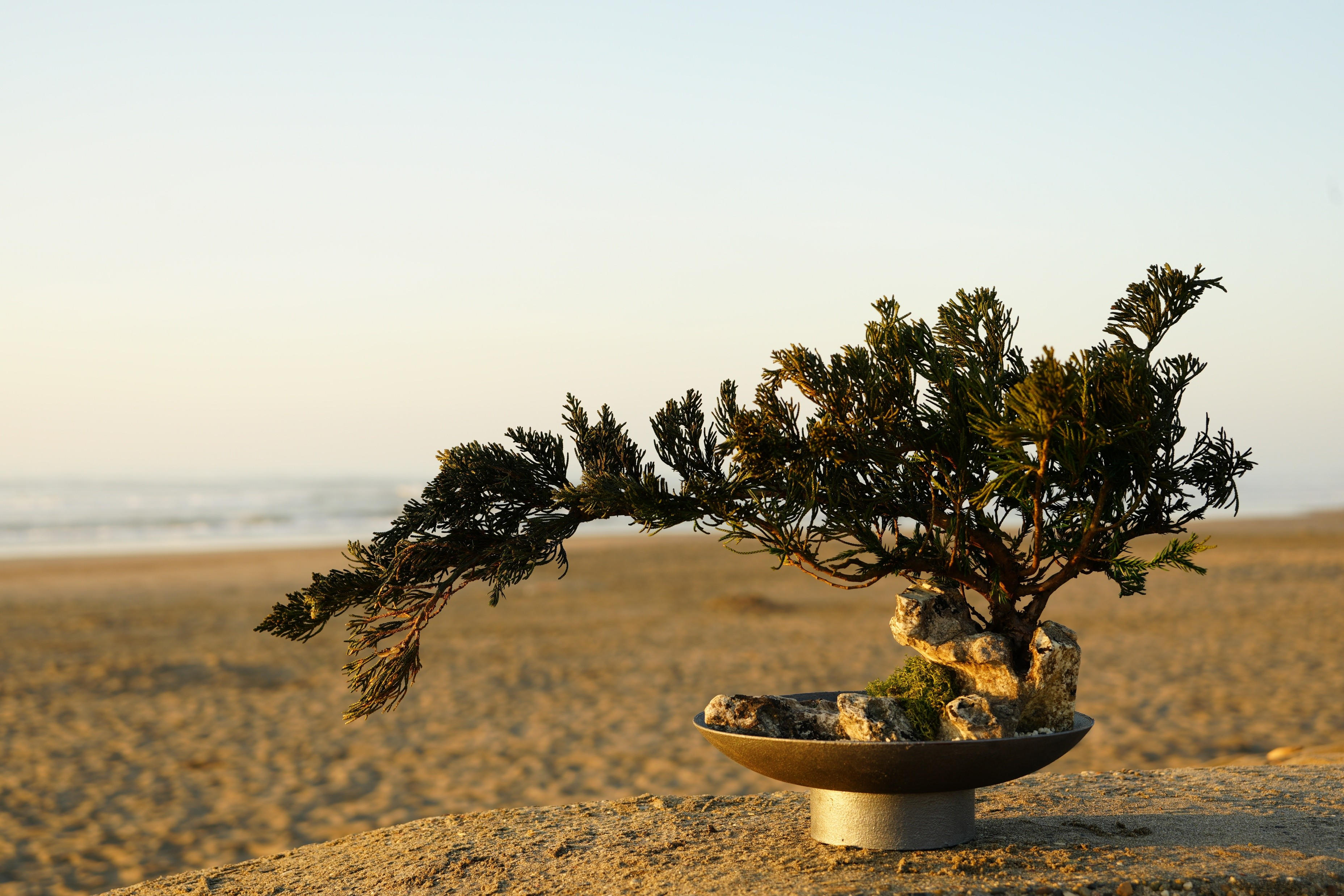 すべて1点もの】伝統と革新の融合。メンテナンス不要の「ドライ盆栽