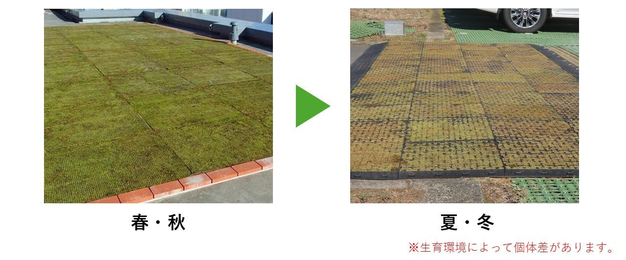 お手入れ簡単！ベランダOK！芝のように使える踏んでも枯れにくい天然苔