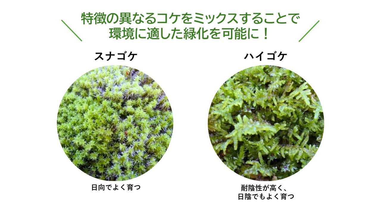 お手入れ簡単！ベランダOK！芝のように使える踏んでも枯れにくい天然苔