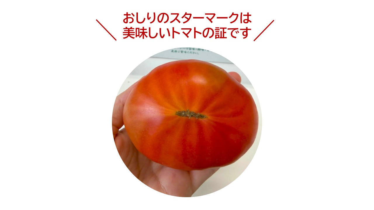 トマト プロフ見て下さいね☆  砂利で育てたら、トマトはここまで甘くなる。旭市から、高糖度「石播き