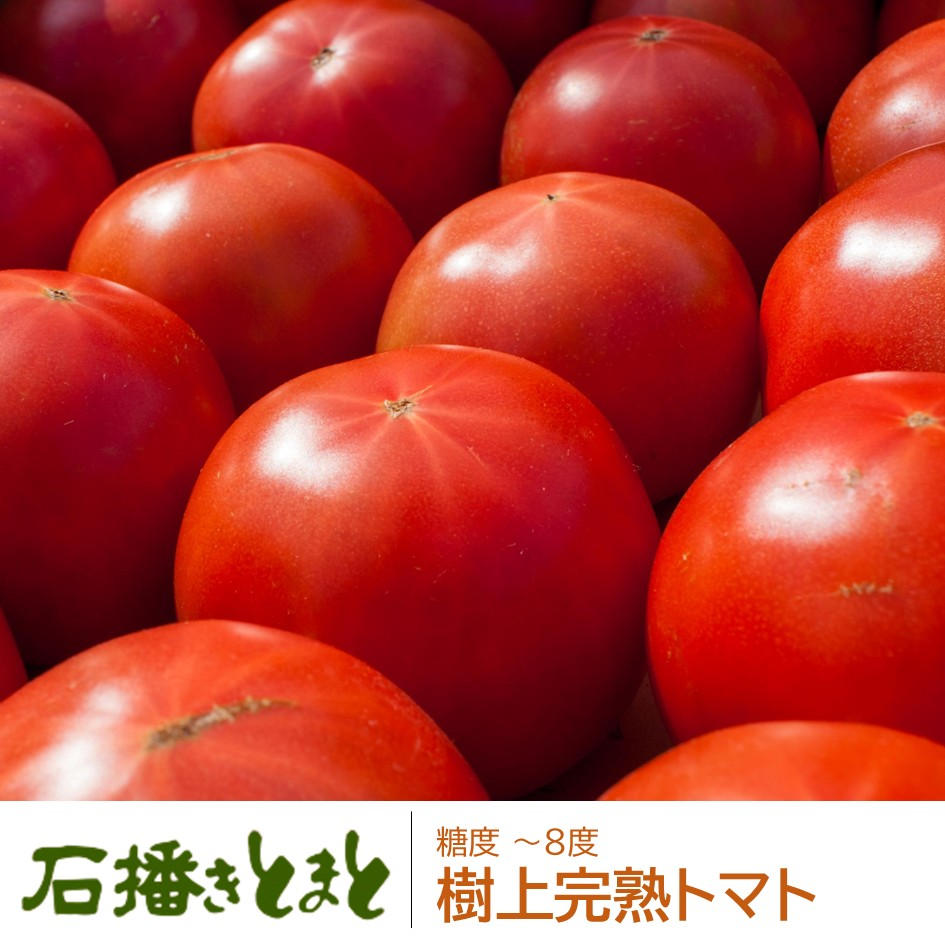 砂利で育てたら、トマトはここまで甘くなる。旭市から、高糖度「石播き