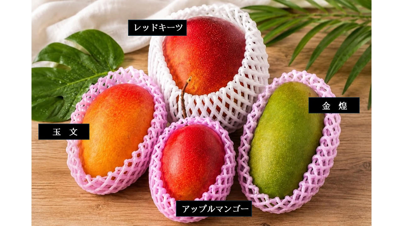 食品 ②追熟型 キンコウ&キンコウ似マンゴー 4個 常温発送