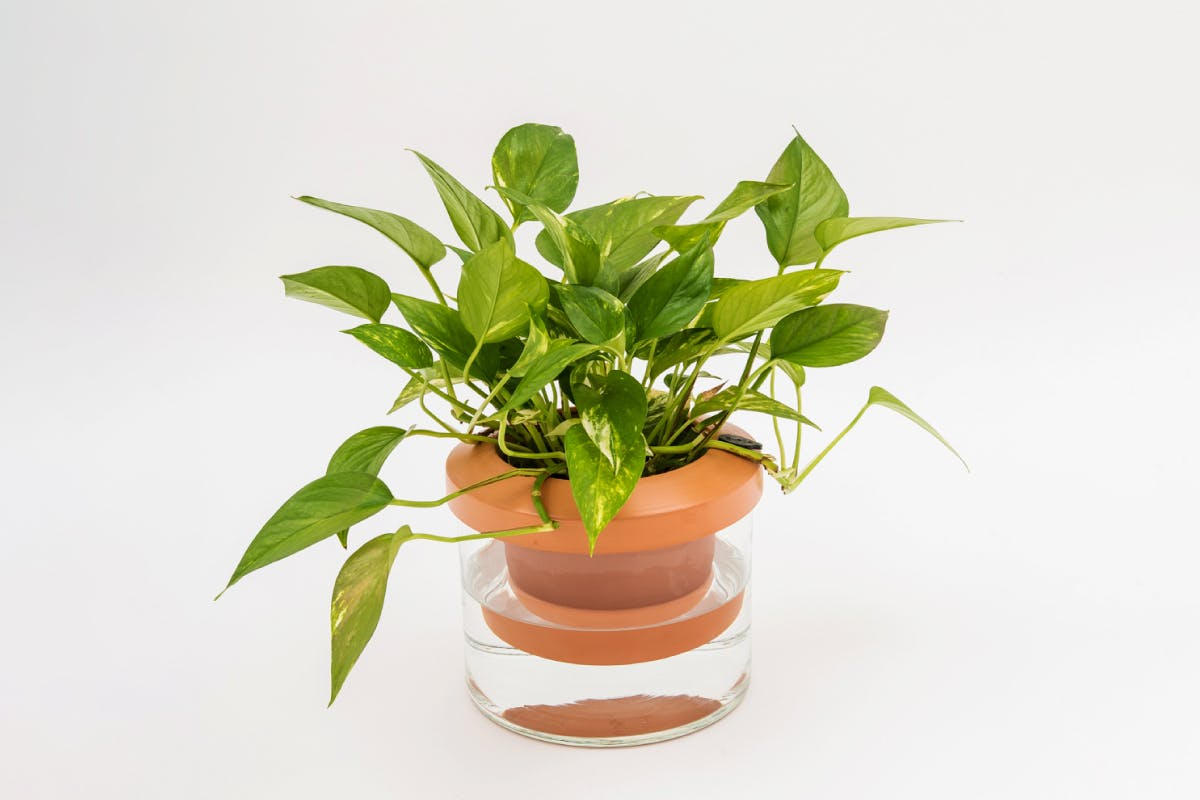 葉っぱ デラロッチャ OC 5株 5％OFF】「Terra Cotcha」×1 - (【自動給水】自宅・オフィスを緑で豊か