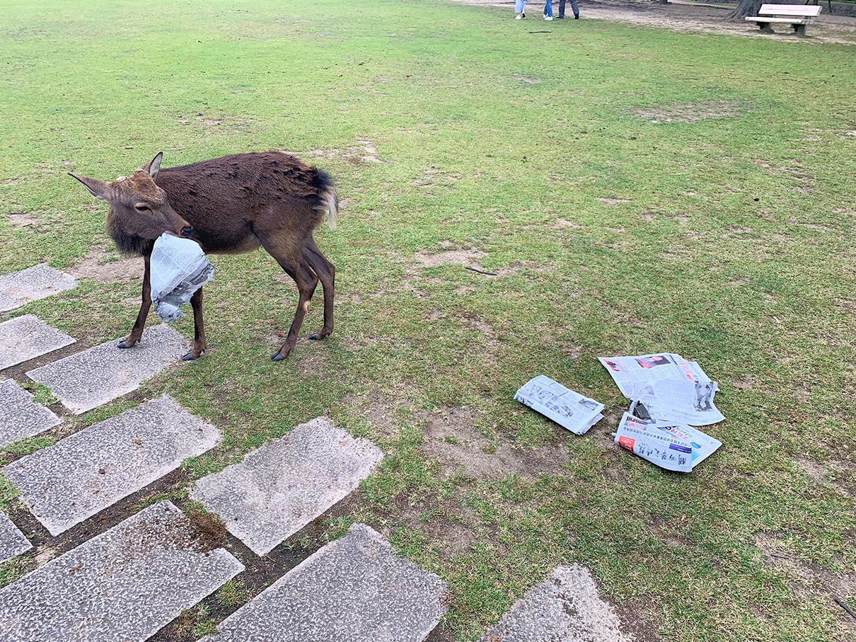奈良公園の鹿を、ビニールごみから救いたい！「もっとずっと鹿紙