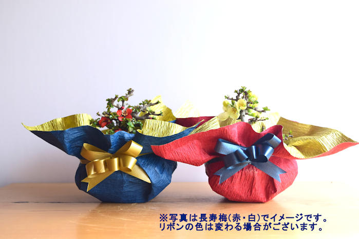 Creema SPRINGS限定】八房香丁木と盆栽作成キット - (盆栽生活