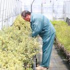 有限会社原種苗園