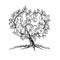 Hackberry