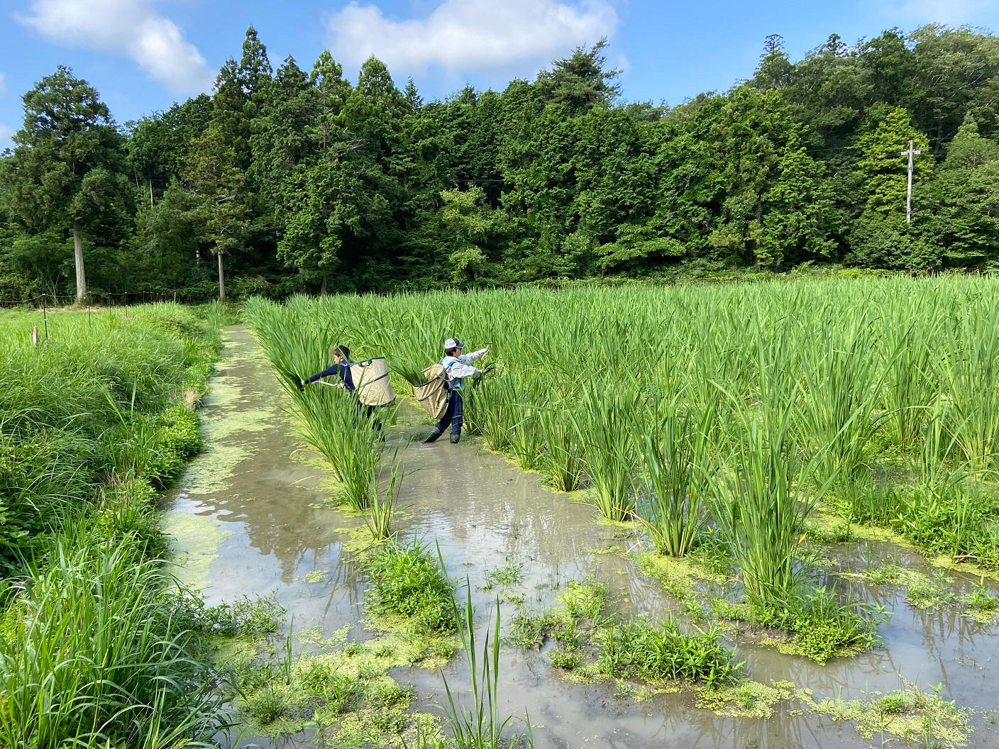 滋賀県の荒廃農地を真菰（まこも）で蘇らせたい～農地衰退化を真菰で