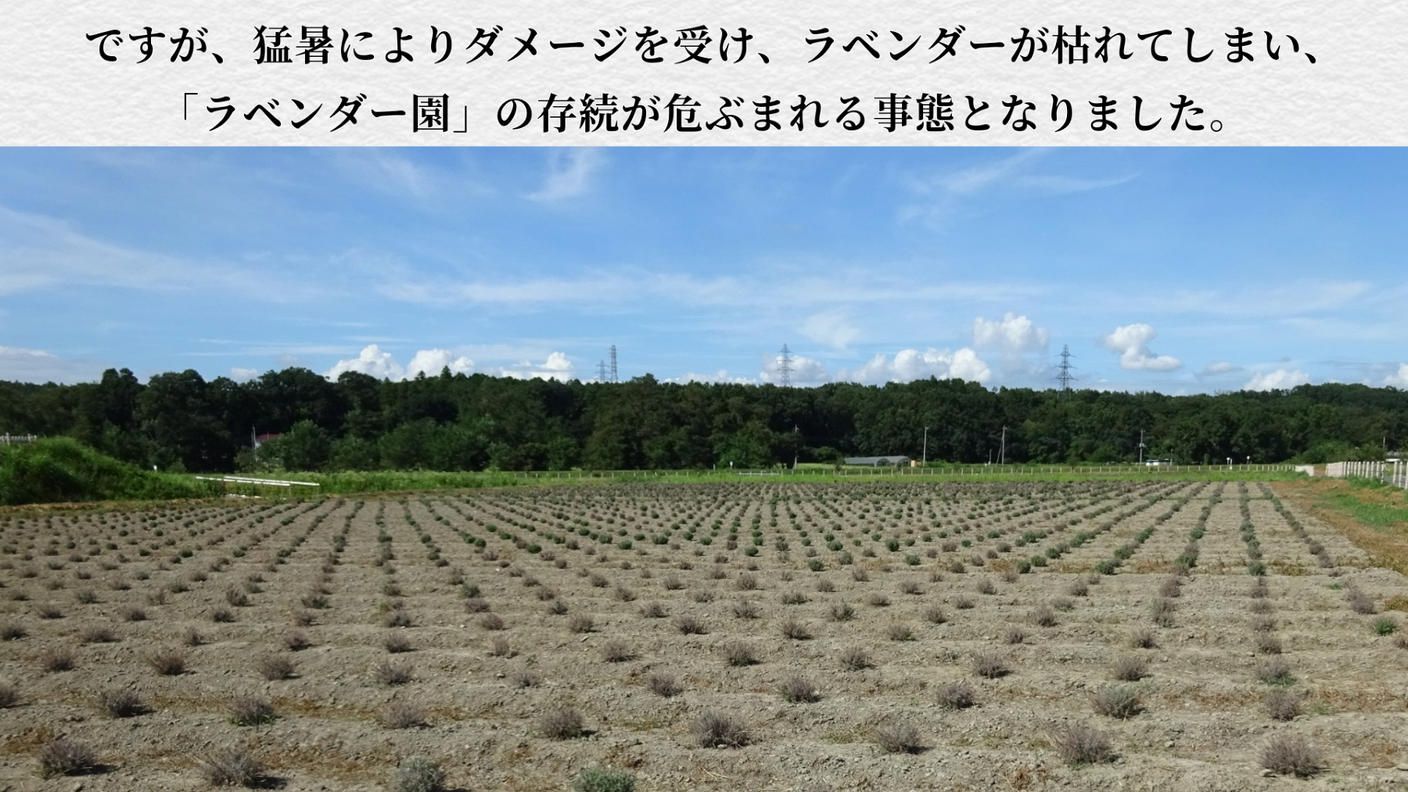 クラウドファンディングプロジェクト：【嵐山町の挑戦】『まち』と『ひと』で紡ぐ紫のじゅうたん。咲き誇るラベンダーをもう一度