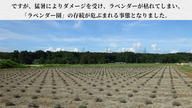 クラウドファンディングプロジェクト：【嵐山町の挑戦】『まち』と『ひと』で紡ぐ紫のじゅうたん。咲き誇るラベンダーをもう一度