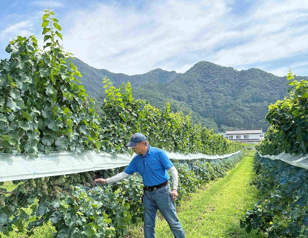長野県ブティックワイナリー4本セット お買い得 長野県ワイン4本セット｜Yahoo!フリマ（旧PayPayフリマ）