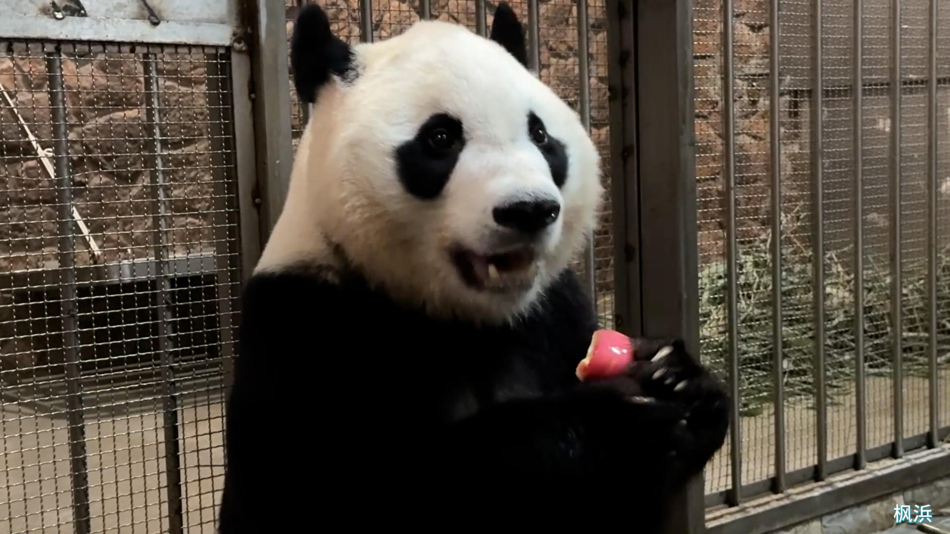 パンダがつなぐ、いのちと絆～未来の神戸にパンダを～」プロジェクト