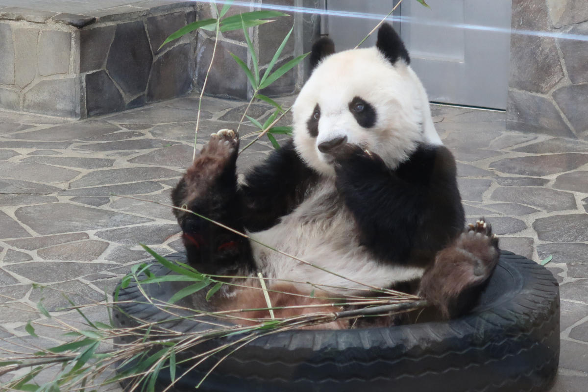 パンダがつなぐ、いのちと絆～未来の神戸にパンダを～」プロジェクト