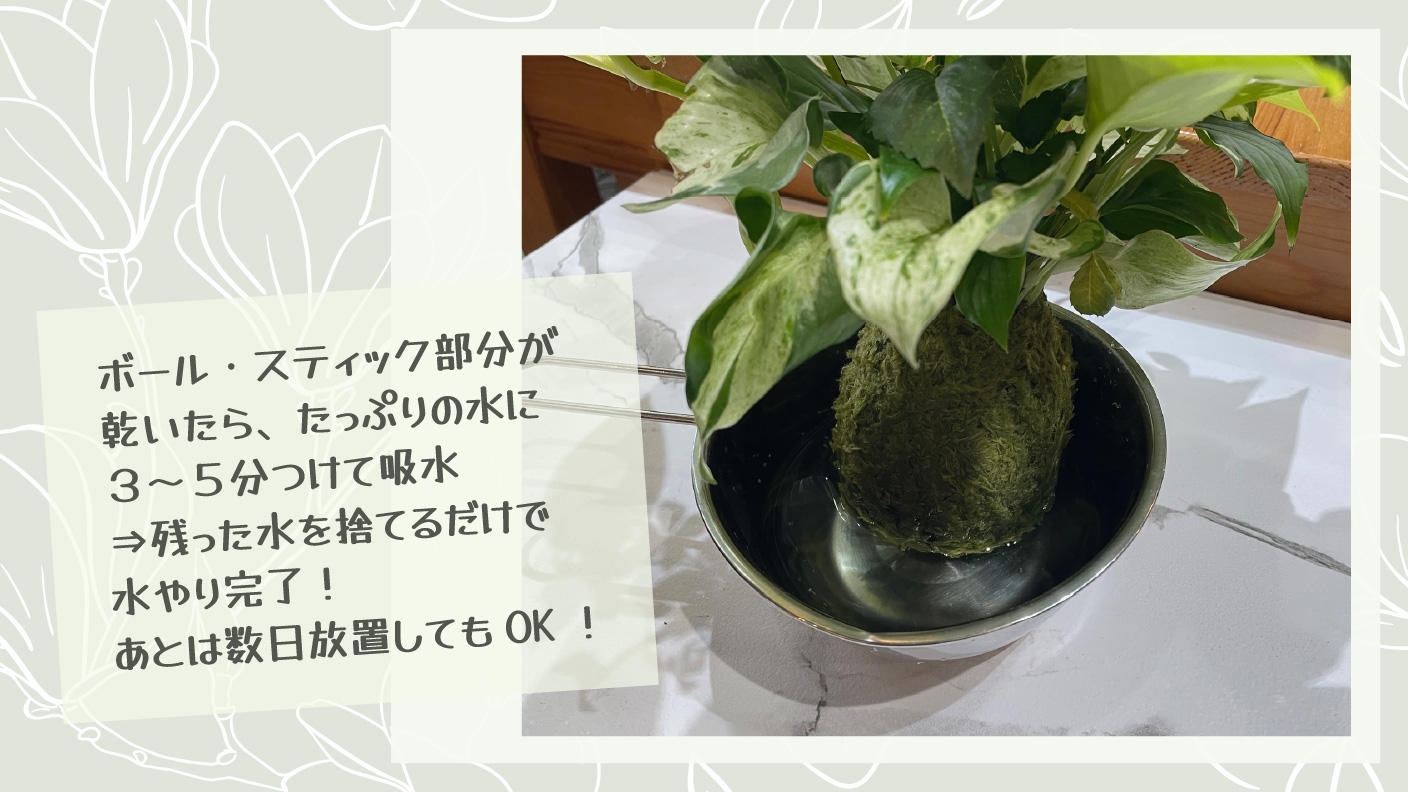 クラウドファンディングプロジェクト：土を使わず長持ちする「プランツボール・プランツスティック」で手軽に植物を飾る日常を