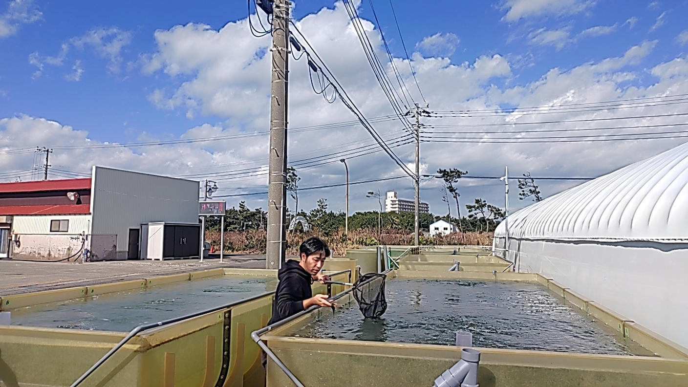 クラウドファンディングプロジェクト：失われた年明けの香りを取り戻せ！千葉の宝「板青のり」が陸上養殖で奇跡の復活！