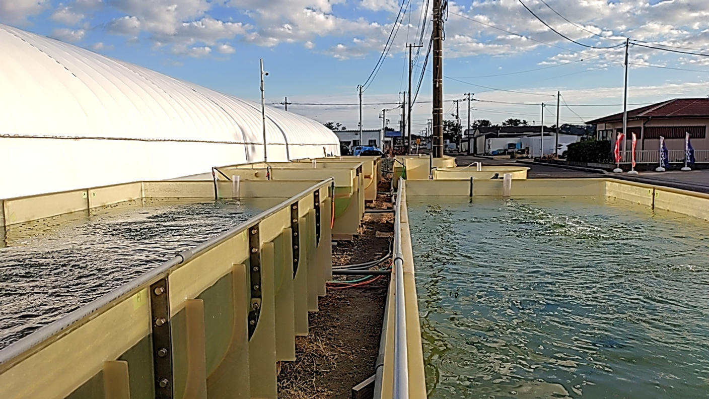 クラウドファンディングプロジェクト：失われた年明けの香りを取り戻せ！千葉の宝「板青のり」が陸上養殖で奇跡の復活！