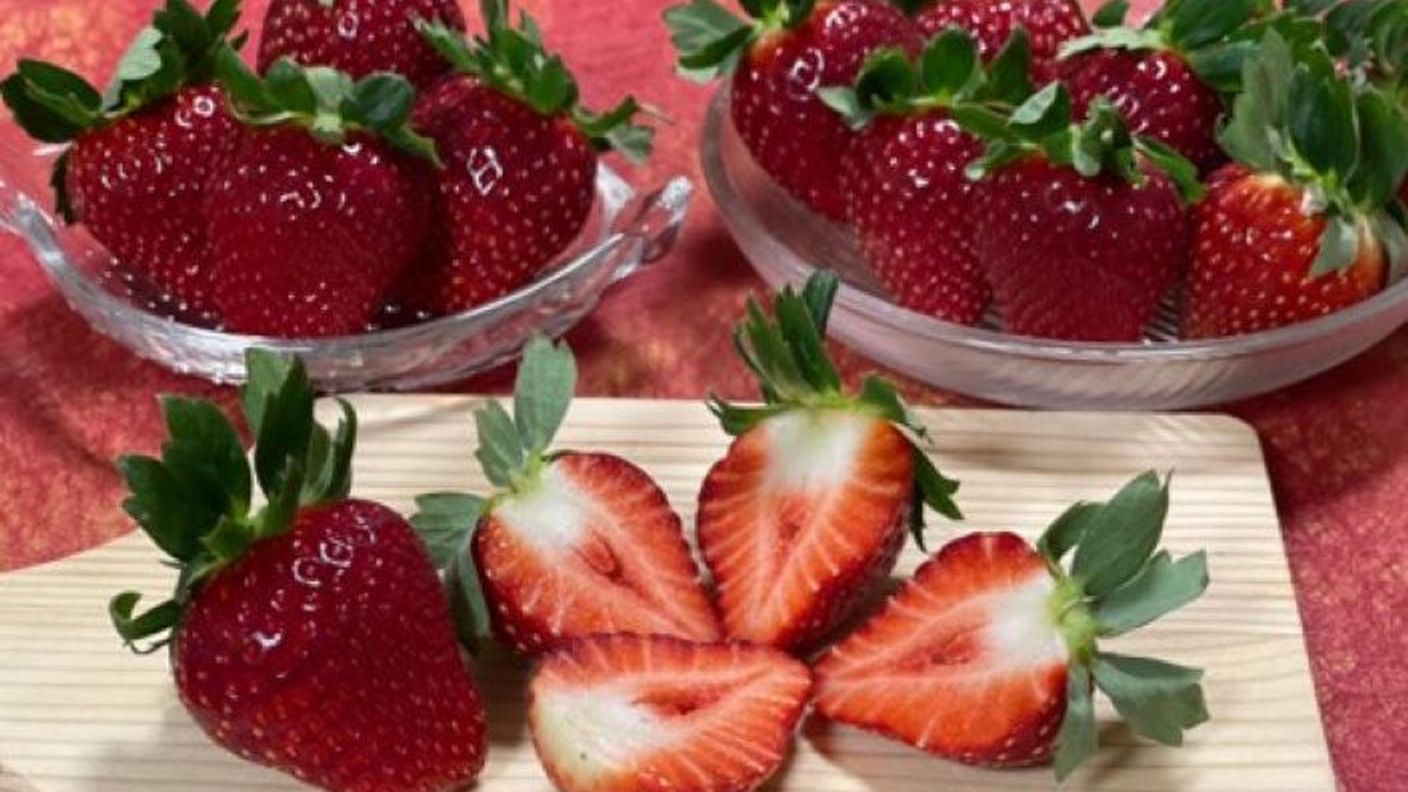 クラウドファンディングプロジェクト：～至福の一粒～完熟いちごと厳選チョコの誘惑『まるごと苺ショコラ』