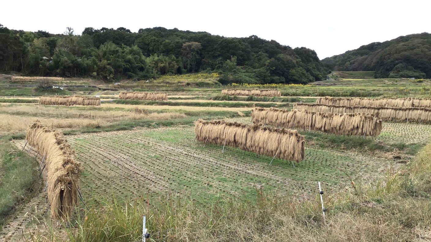 クラウドファンディングプロジェクト：農薬に頼らない安全な米を広めたい!!