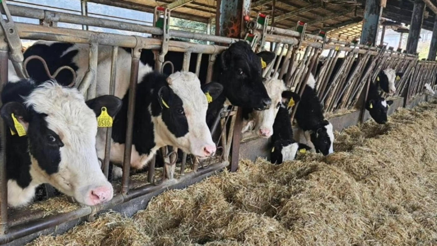 クラウドファンディングプロジェクト：牛にも環境にもやさしい“循環型スイーツ”。牧場の低脂肪乳から生まれた”濃厚スフレチーズケーキ”。