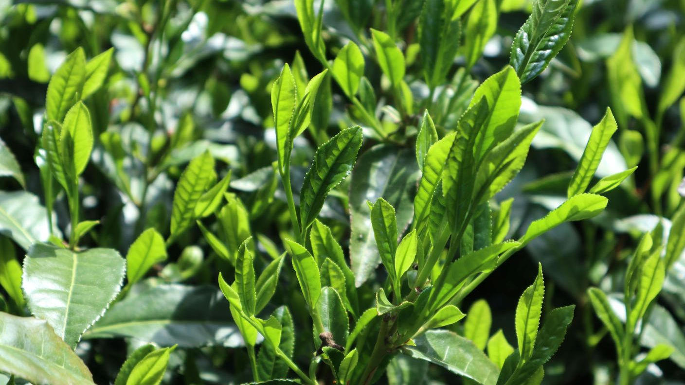 クラウドファンディングプロジェクト：まだ知らないおいしさを。狭山茶の確かな味わいを、あなたへ。