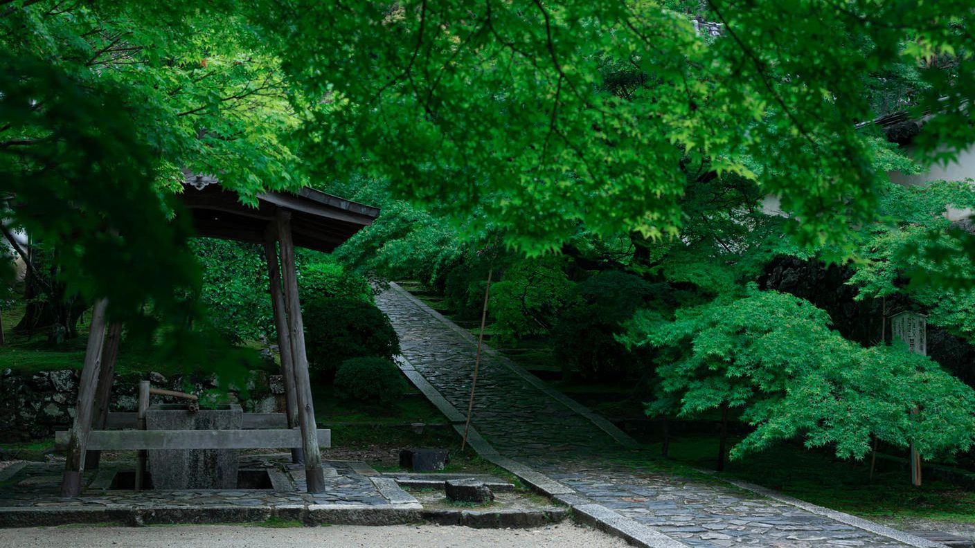 クラウドファンディングプロジェクト：京都・一休寺の植物をもとにうまれる、想像の「いきもの」展。この場所を大切に思う気持ちを広げたい