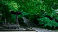 クラウドファンディングプロジェクト：京都・一休寺の植物をもとにうまれる、想像の「いきもの」展。この場所を大切に思う気持ちを広げたい
