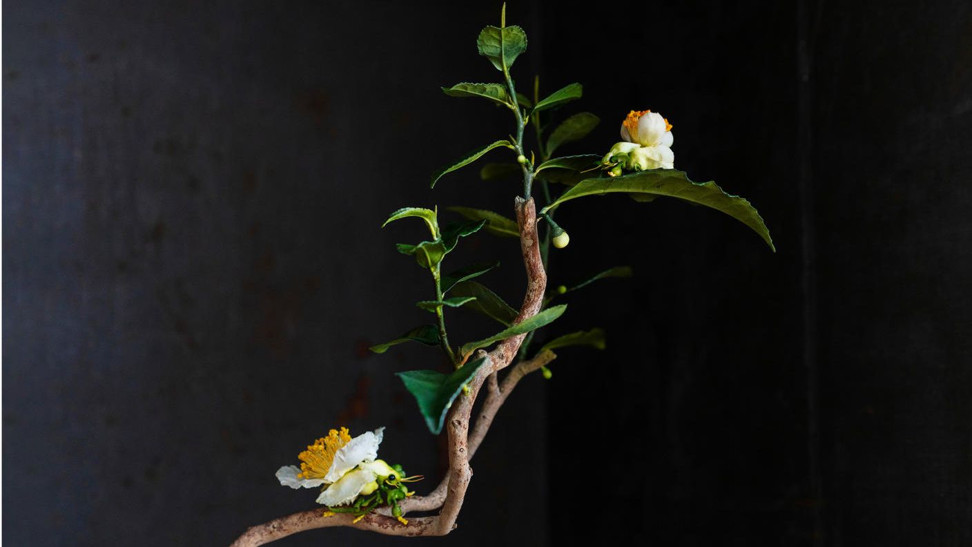 クラウドファンディングプロジェクト：京都・一休寺の植物をもとにうまれる、想像の「いきもの」展。この場所を大切に思う気持ちを広げたい